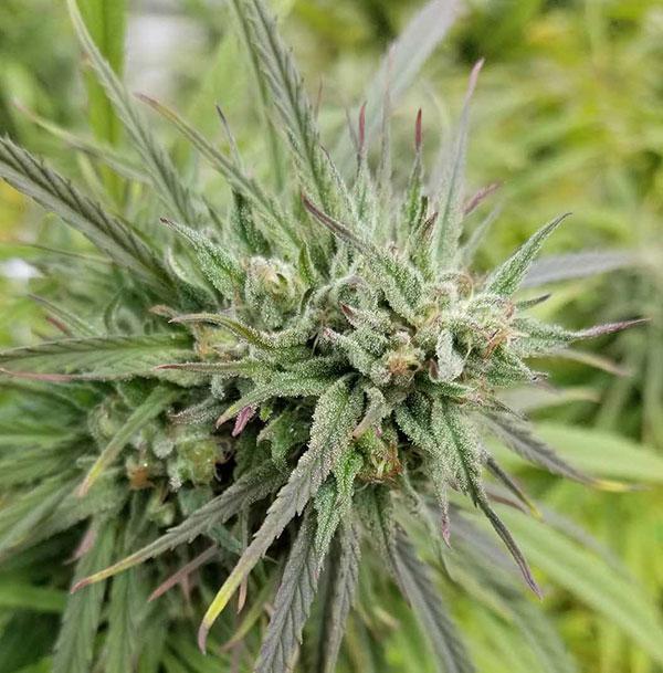 acdc cannabis pics