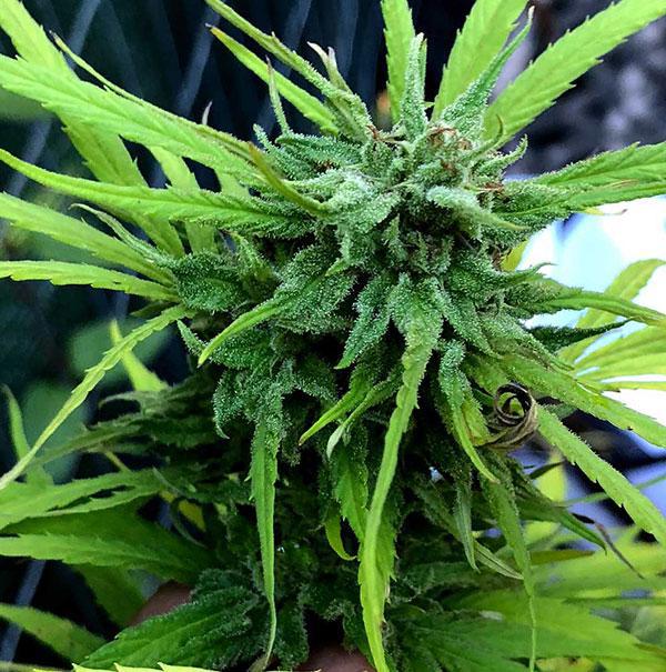 acdc cannabis pics