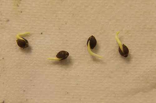 Germinated seed