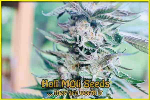 photo of blueberry-gum feminized cannabis bud
