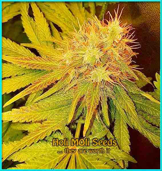 photo of bruce-banner autoflowering cannabis bud