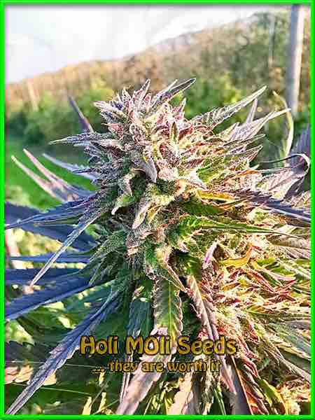marijuana bud photo autoflower seeds