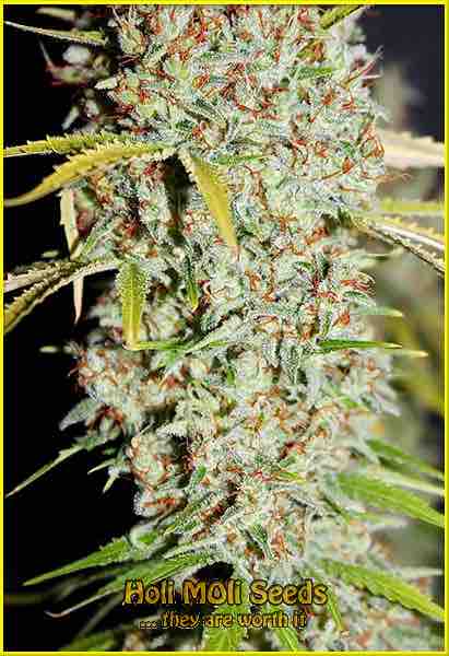 photo of g13 autoflowering cannabis bud