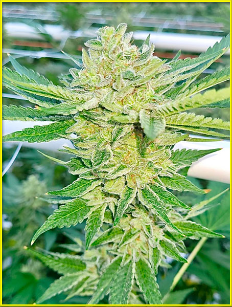 marijuana bud photo regular male and female seeds